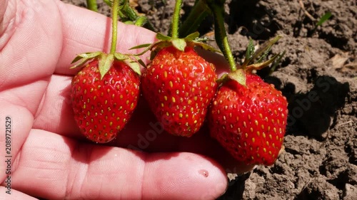 Woman's hand checking and picking ripe red strawberries in the garden. Fresh berry harvest, organic strawberry cultivation, and healthy seasonal fruit grown naturally