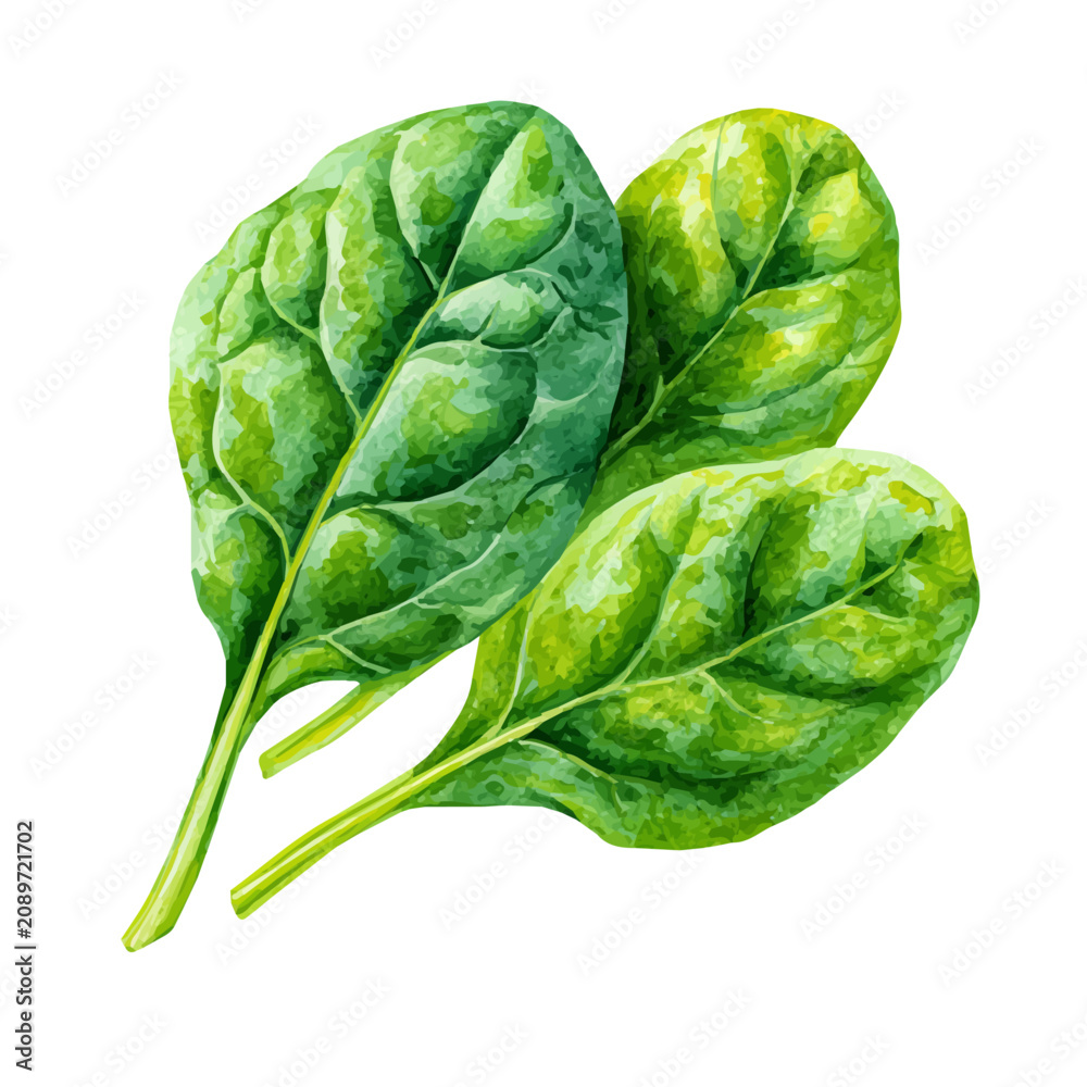 Fototapeta premium Spinach Leaf, watercolor vector, isolated on a white background.