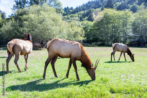 Roosevelt Elk Herd Grazing in Redwood National Park