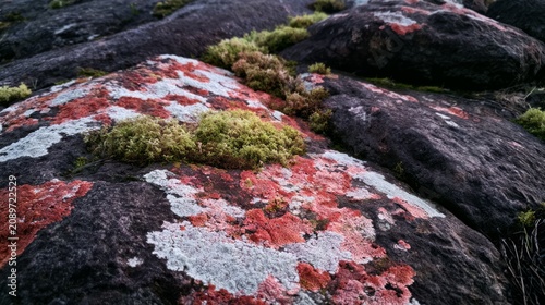 Macro View of Colorful Lichen Colonies on Rocky Surface in Nature's Vibrant Palette