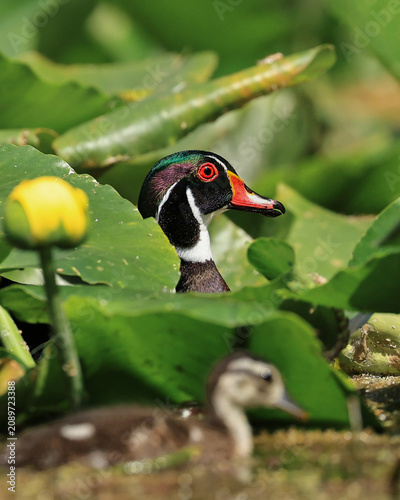 Adult Male and Tiny Wood Duck Duckling Generations