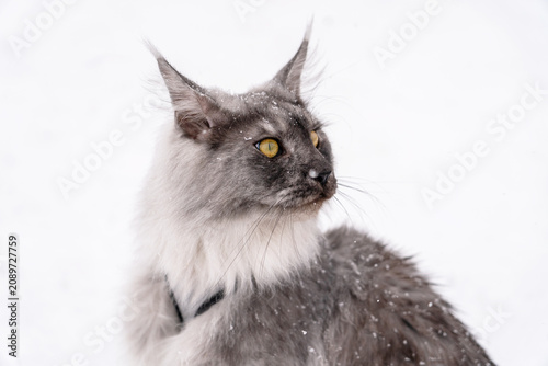 Foto Portrait of the Silver Black smoke long haired Maine Coon kitten with almond-like yellow eyes and lynx tipped ears, with harness on sitting on the white snow