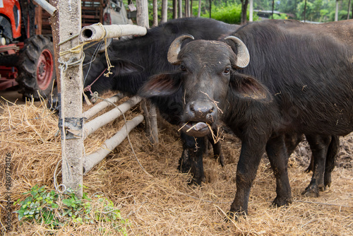 THAILAND NAKHON NAYOK AGRICULTURE BUFFALO MILK FARM