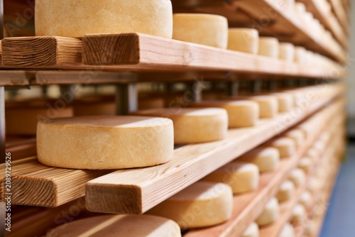 Cheese Production in Industrial Facility with Wooden Shelves and Uniformly Shaped Wheels of Cheese
