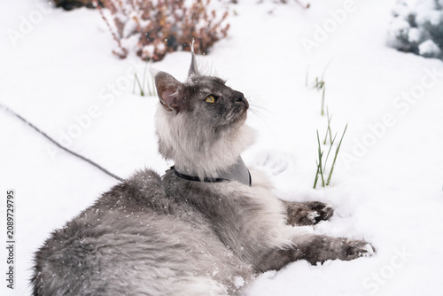 Photos Portrait of the Silver Black smoke long haired Maine Coon kitten with almond-like yellow eyes and lynx tipped ears, with harness on, laying relaxed on the white snow