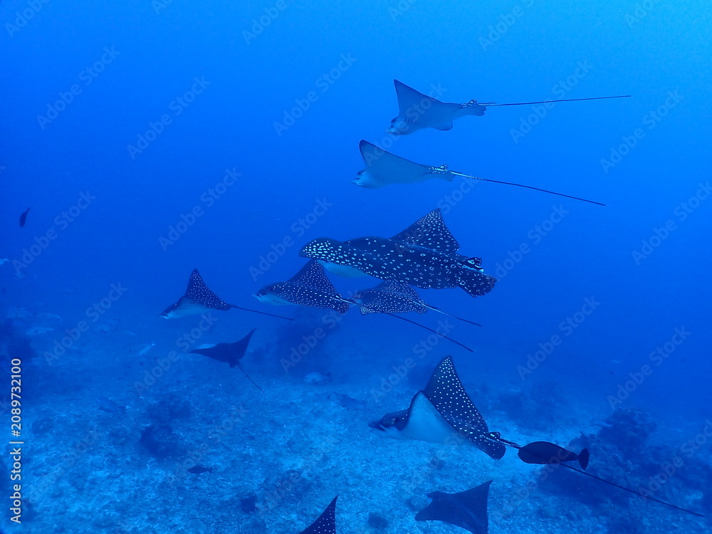 Fototapeta premium School of Spotted Eagle Rays Gliding Above Tropical Coral Reef in Blue Ocean