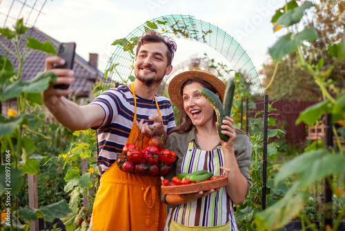 Family of farmers picking vegetables from raised beds taking selfie in summer garden. Happy couple harvest tomatoes and cucumbers 