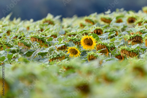 Single Blooming Sunflower Standing Out in a Fading Sunflower Field