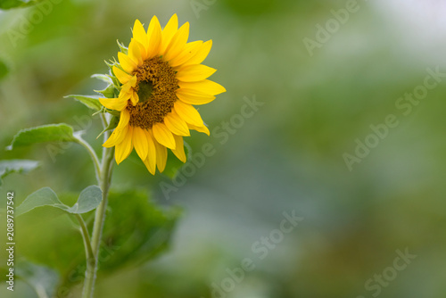 Sunflower Bloom in a Field with Soft Blurred Background