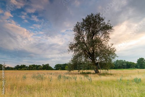 Landscape in the park. Old trees.
