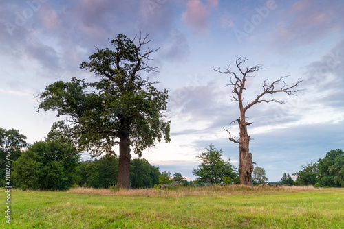 Landscape in the park. Old trees.
