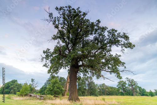Landscape in the park. Old trees.