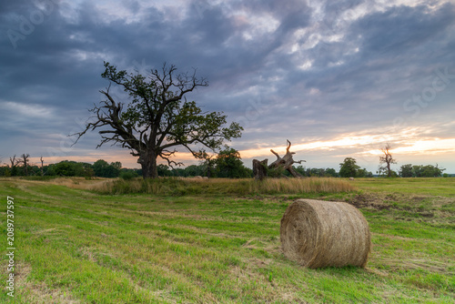 Landscape in the park. Old trees.