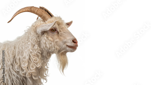 Fotografía Live domestic shaggy white goat farm livestock animal isolated on a transparent
