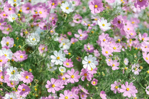 White and pink cosmos flowers background