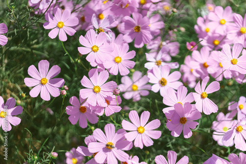 White and pink cosmos flowers background