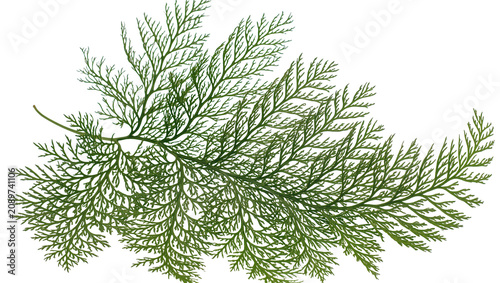Obraz na płótnie Isolated fresh green dill herb plant branch with delicate feathery leaves, aroma