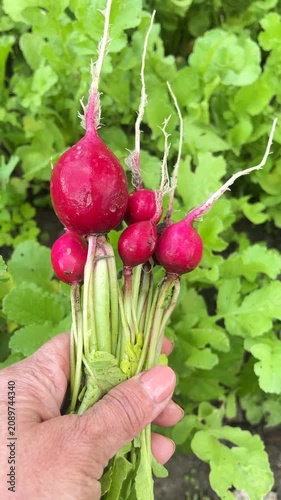 A woman's hand holds a ripe radish that has just been picked from the garden. Growing and harvesting radishes, vegetables. Vegetables in a healthy diet