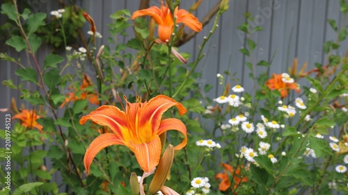 A large orange daylily with open petals. Next to it, against a gray fence, small white daisies and green foliage bloom, creating a vibrant summer contrast. Tiger lilies blooming in the garden.