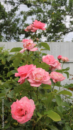 A lush bush of spreading pink roses blooms against the backdrop of a fence in a summer garden. Large, delicate buds have opened on stems with lush green leaves. A well-tended flowerbed with a roses
