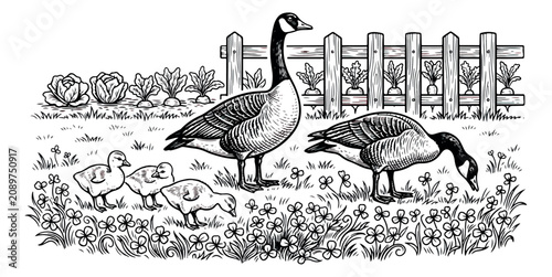 Schilderij op canvas Vintage engraving of Canada geese family in farm garden, woodcut style goose and