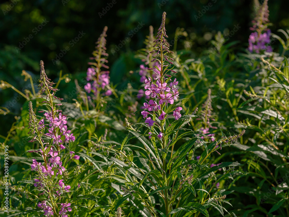 Obraz premium Chamaenerium angustifolium, or Fireweed narrow-leaved ( Epilobium angustifolium) is a perennial herbaceous flowering plant of the fireweed family. Natural background or wallpaper