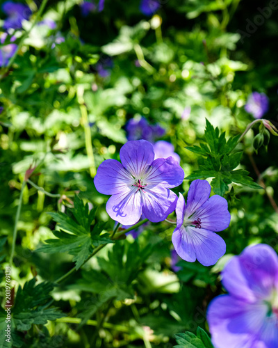 Blume Himalaja-Storchschnabel, Zoo Hagenbeck