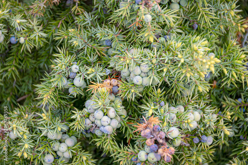 Obraz na płótnie sunny summer landscape with charming juniper berries, fruits of different colors