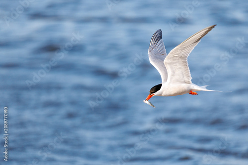 tern with a small fish in its beak and negative space