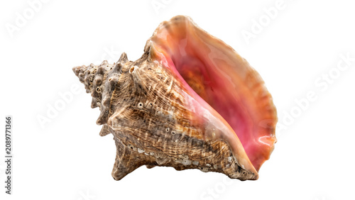 Obraz na plátně Detailed conch shell with textured exterior and pink interior on transparent bac