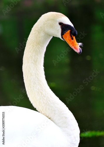 Fotografie Beautiful elegant swan preening by the waterside