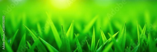 Close-up vibrant green grass texture, blades detail, landscape, grass texture