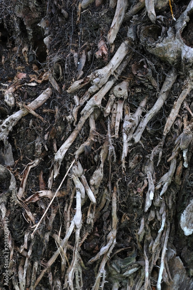 Fototapeta premium Close Up Texture of Gnarled Tree Bark Peeling and Cracking. Wooden background or background kayu