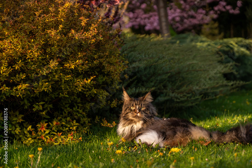 Fotografia Large blotched tabby bicolor Maine Coon cat laying on the green grass in the golden light in summer garden