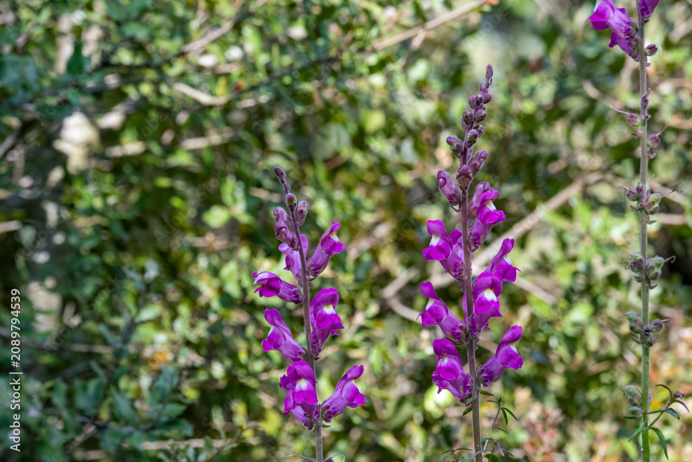 Obraz premium Purple Toadflax (Linaria purpurea) Growing Near a Garden Pond in Besalú, Spain