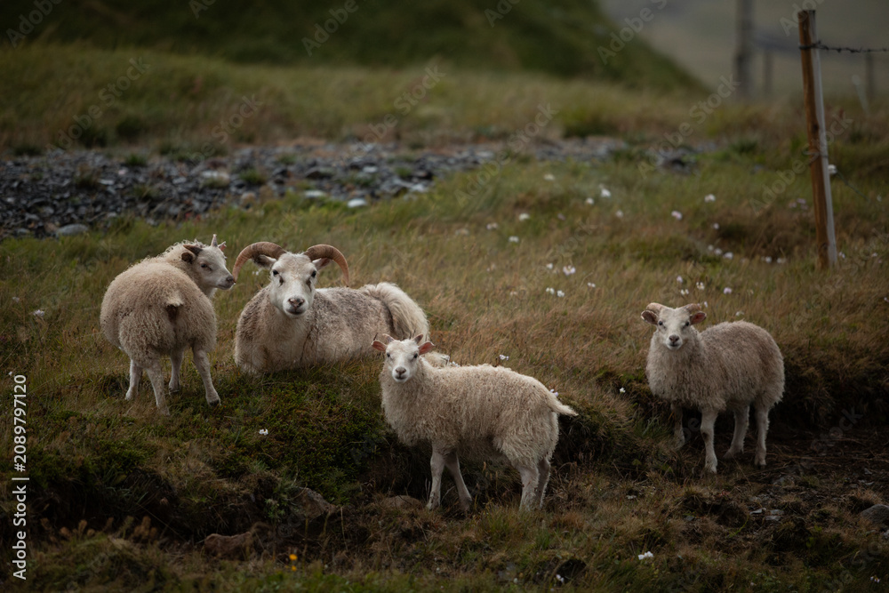 Fototapeta premium An Icelandic ram stands protectively behind three young lambs in a peaceful meadow. Natural rural landscape and authentic farm life capture the beauty of Icelandic countryside.