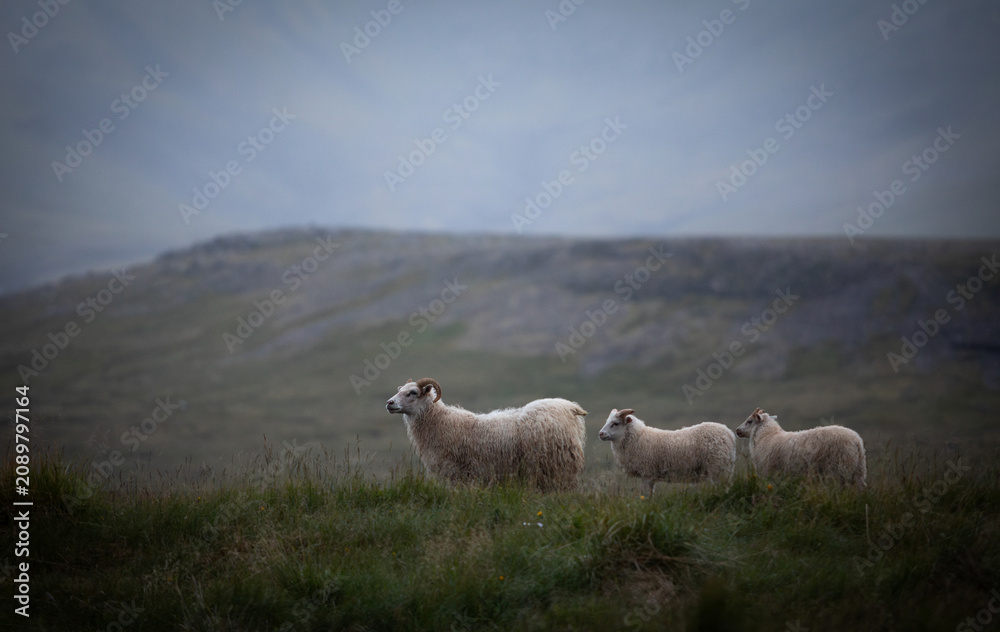 Naklejka premium A small group of Icelandic sheep grazes peacefully in the quiet countryside during soft evening light. Natural wool texture, rolling hills and calm atmosphere capture authentic rural Iceland.