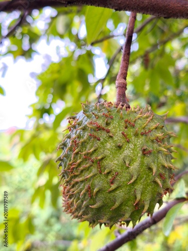 Fotografía Red ants crawling across immature Annona muricata soursop fruit hanging naturally beneath lush tropical tree branches