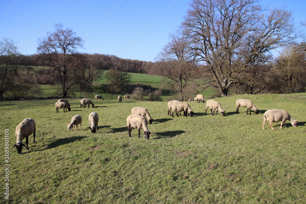 Obraz premium Schafherde in der Nähe von Lauterbach, Vogelsbergkreis, Hessen, Deutschland