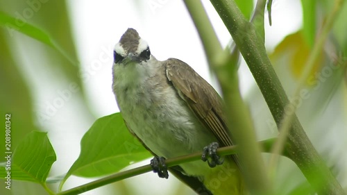 The Graceful Sooty-headed Bulbul in the Heart of Nature
