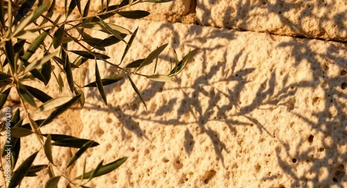 Elegant olive branch casts gentle shifting shadows across textured limestone creating timeless Mediterranean luxury atmosphere