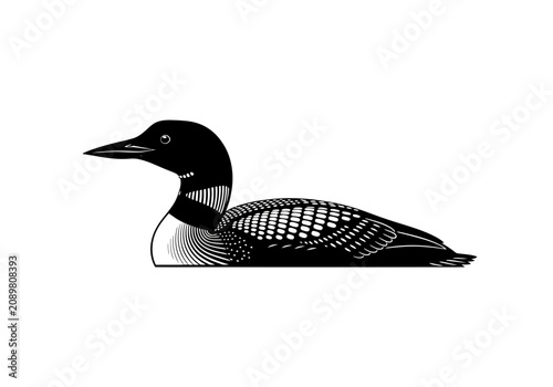 Detailed illustration of a loon bird.