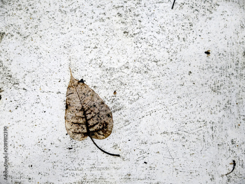 Dry leaf on the grunge floor.