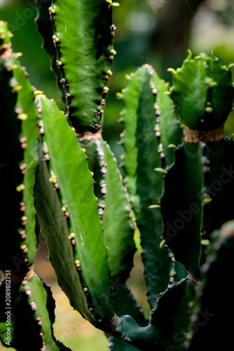 Vibrant green cactus texture for botanical background
