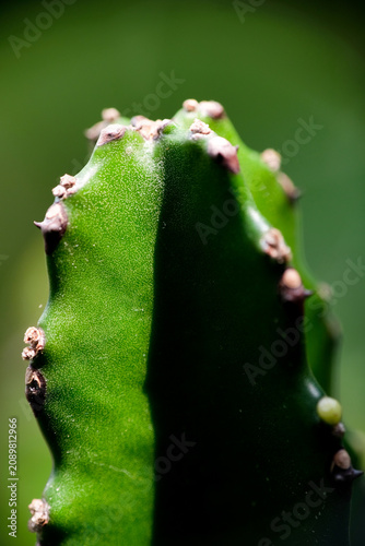 Macro close-up of green cactus stem texture in natural light