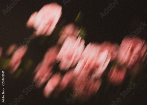 Cuadro en lienzo Dreamy abstract flower photography with soft pink blossoms and intentional motion blur on a dark background
