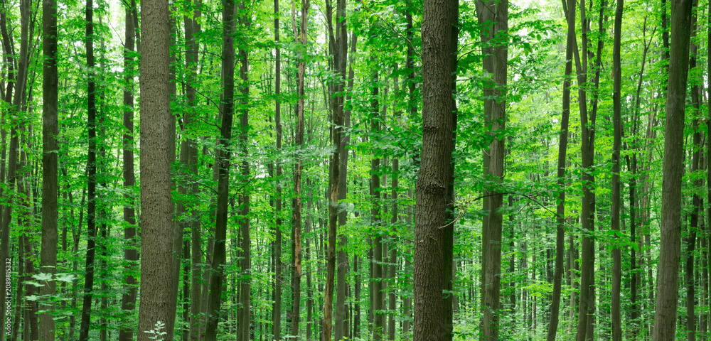 Naklejka premium Forest trees. Nature green wood sunlight backgrounds