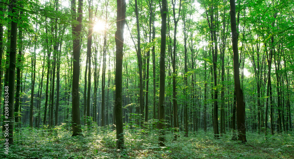 Naklejka premium Forest trees. Nature green wood sunlight backgrounds.