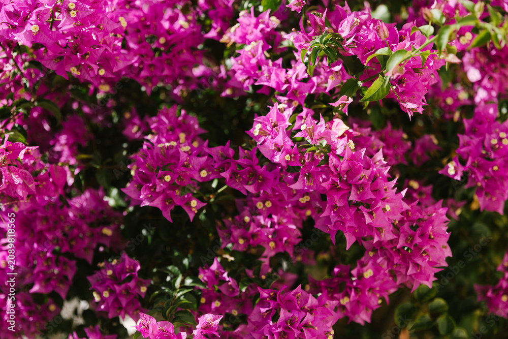Fototapeta premium Vibrant magenta bougainvillea flowers blooming on a lush green bush outdoors. Tropical floral theme, romantic summer vibe, spring celebration, mediterrranean aesthetic.