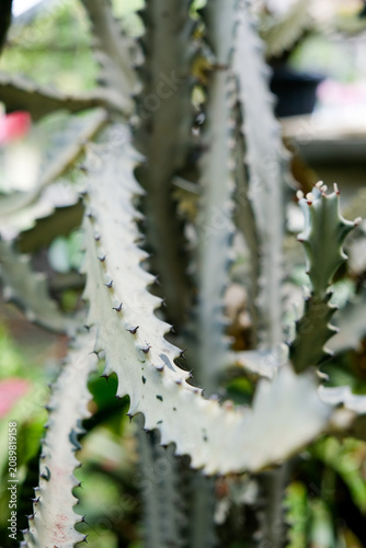 Close-up of Euphorbia lactea Variegata, known as White Ghost cactus, in a home garden